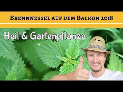 Brennnessel anbauen 👍 Garten & Heilpflanze auf dem Balkon ✅