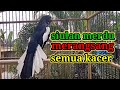 Suara Burung Kacer Ngeplong Gacor Sangat Ampuh Buat Pancingan Kacer Bahan Bikin Cepat Gacor