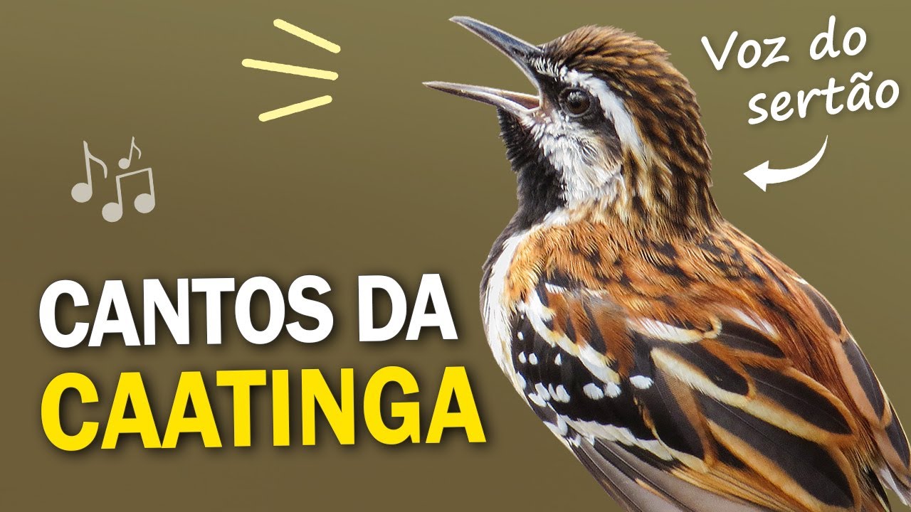 15 CANTOS de AVES DA CAATINGA | Corrupião, sofreu, acauã e outros pássaros do Nordeste