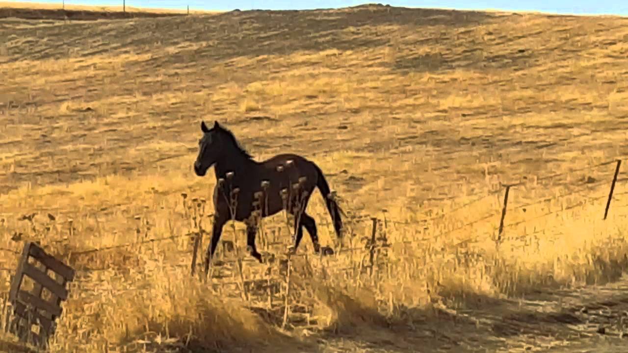 Energia ed eleganza naturali....