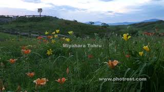 夏の小清水原生花園