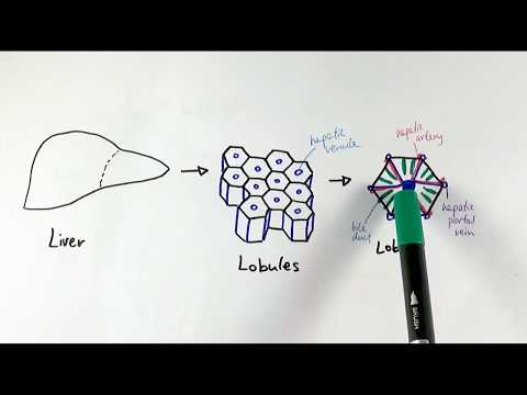 A2 Biology - The liver (OCR A Chapter 15.4)