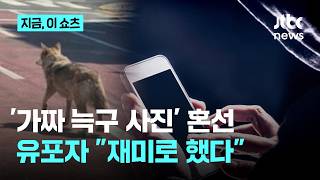 재미로 그랬다…늑구 수색 혼선 '가짜 목격 사진', 유포자 붙잡혀｜지금 이 쇼츠