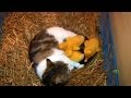Les canetons ont disparu et le fermier accuse le chat de les avoir tués. Mais il est sans mots quand il découvre enfin la vérité.