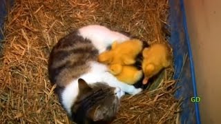 The Cat & The Ducklings (Animal Odd Couples)