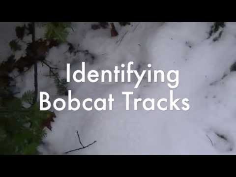 Winter Skills Animal Tracking - Identifying Bobcat