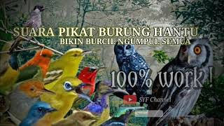 Download lagu Suara Pikat Burung Hantu Ribut || Segala Jenis Burung Emosi Dengar Ini Langsung Lengket ! mp3