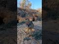MEET A MONGOOSE Mongooses Mangusta マングース Cynictispenicillata мангуста Māoyòu 貓