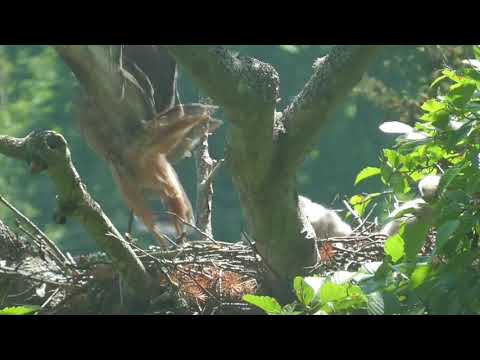 Red Tail Hawk chicks on May 15, 2021 on Lummi Island