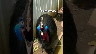 Download lagu 15 Suara Burung Paling Menakutkan 🕊🕊🦅🦅🐦🐦 mp3