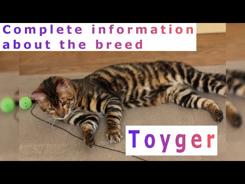 Toyger. Pros and Cons, Price, How to choose, Facts, Care, History