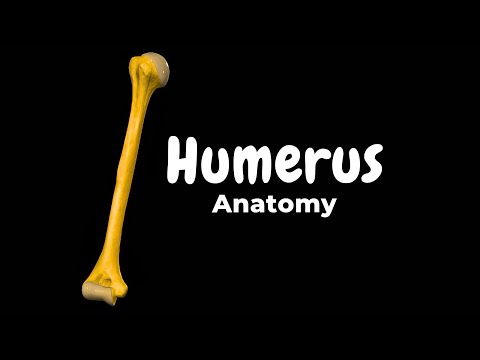 Humerus (Upper Arm Bone): Parts, Landmarks & Clinical Notes | Clinical Anatomy
