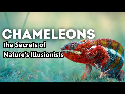 Chameleon Chronicles: Masters of Disguise | Unveiling the Secrets of Nature's Illusionists
