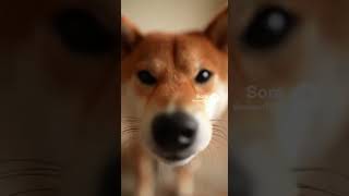 なでなでして欲しい柴犬