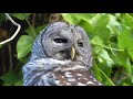 Barred Owl (Strix varia)