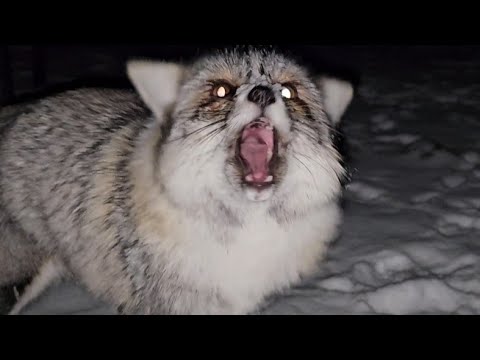 You've NEVER heard a fox make this sound before!
