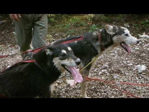 La dernière meute (VF)