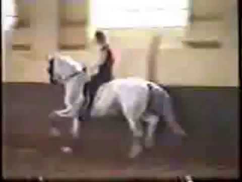 NeindorffChampus PiaffePassageStarkerTrab