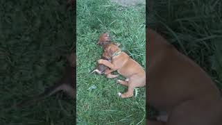 Video preview image #1 Rhodesian Ridgeback Puppy For Sale in GATE, WA, USA