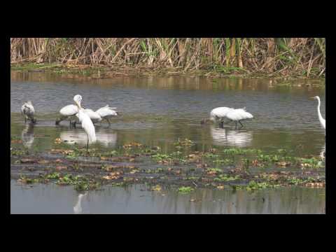Florida Nature - Egrets and Woodstork