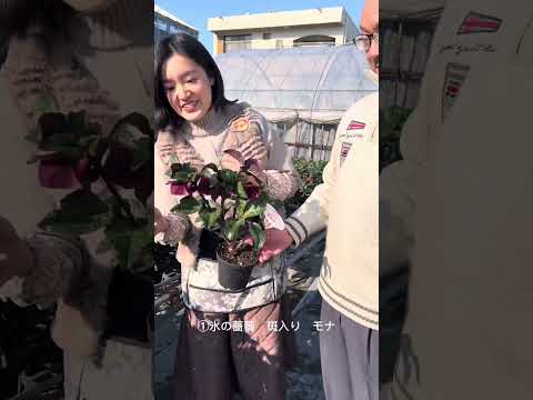 クリスマスピンクのヘレボア 持続可能で育てやすい