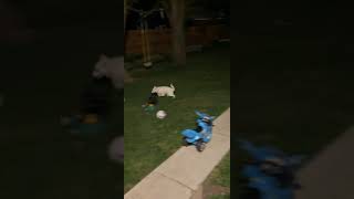 American Eskimo Dog Puppies Videos