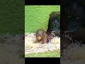 Baby Orangutan Hears A Human Baby Crying Awesome Reaction Shorts