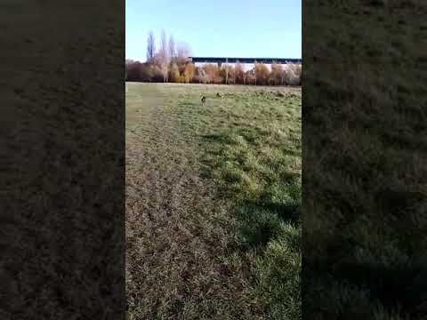 Batson's Happy Dogs video.