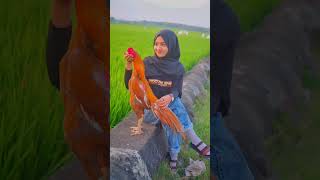 Download lagu ayam cantik di Indonesia, ayam ekor lidi warna gondang mp3 Download lagu ayam cantik di Indonesia, ayam ekor lidi warna gondang mp3