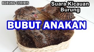 Download lagu SUARA KICAUAN BURUNG BUBUT ANAKAN MUDA TROTOL mp3