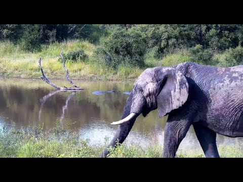 Elephant Pool Parties and One Big Bull 1/31/26