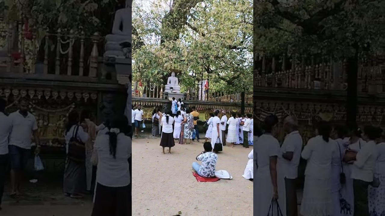 බුදුසරණයී 🙏🌼🙏 temple sri lanka 🇱🇰 #everyone #highlights #trending #foryou #follow