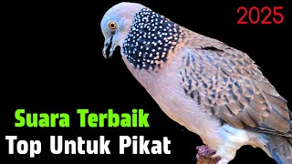 Download lagu The Latest Gacor Turtle Dove Sounds 2025 Suitable for Baiting and Luring mp3 Download lagu The Latest Gacor Turtle Dove Sounds 2025 Suitable for Baiting and Luring mp3