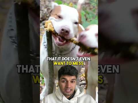 HOW TO AVOID A DOG ATTACK #shorts