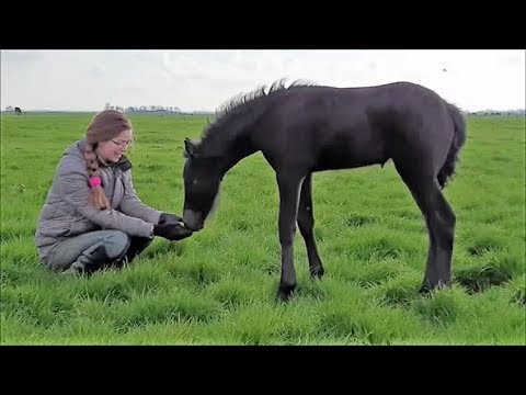 All Friesian horses to the field