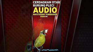 Download lagu TERAPI OTAK PLECI SUPAYA CERDAS DAN MASUK MASTERAN #masteranpleci #terapipleci mp3 Download lagu TERAPI OTAK PLECI SUPAYA CERDAS DAN MASUK MASTERAN #masteranpleci #terapipleci mp3
