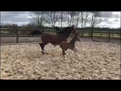 Hengstfohlen von Saint Cyr x Alter Fritz