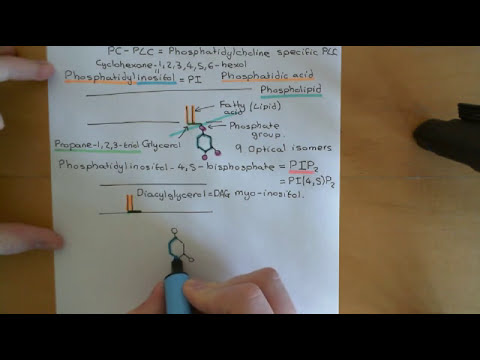 Phospholipase C Enzymes Part 1
