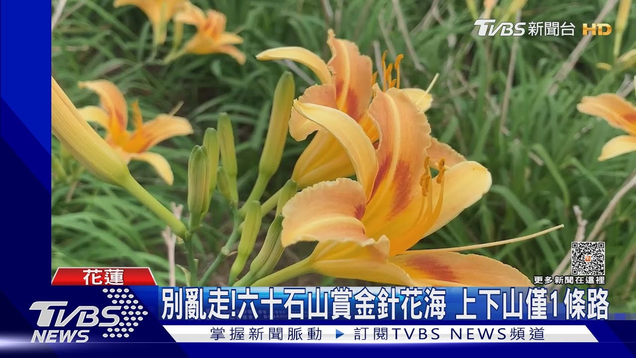 導錯路了啦!情侶騎車賞金針 迷路困山區
