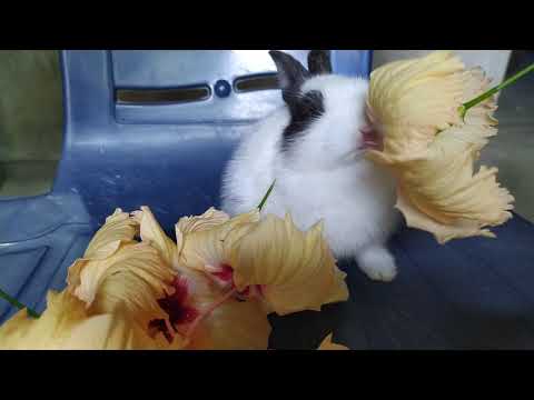 YouTube video about: Can rabbits eat hibiscus flowers?