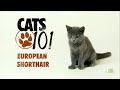 Europeo de Pelo Corto - European Shorthair - Cats 101 