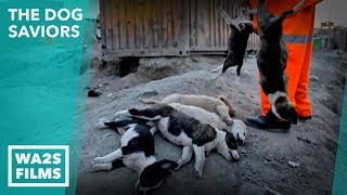 Saving 2018 Fifa Russia World Cup Host City Homeless Dogs! THE DOG SAVIORS - Hope For Dogs | My DoDo