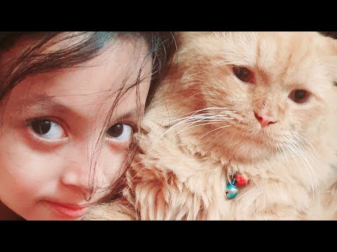 cute Cat..Kenzo is Playing..#Mahdiya and Omayra's Show..