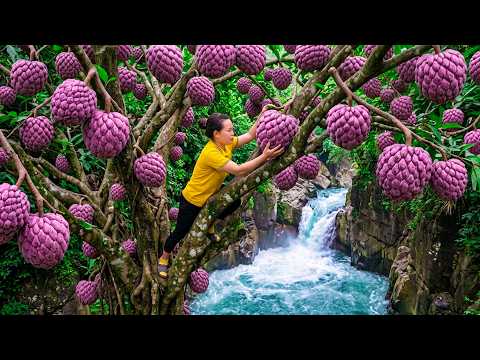 50 Days Harvesting 300kg+ Wild Custard Apples and Selling at Market, Gardening | Rural Life