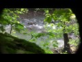 Forest Water Video Background HD 1080p
