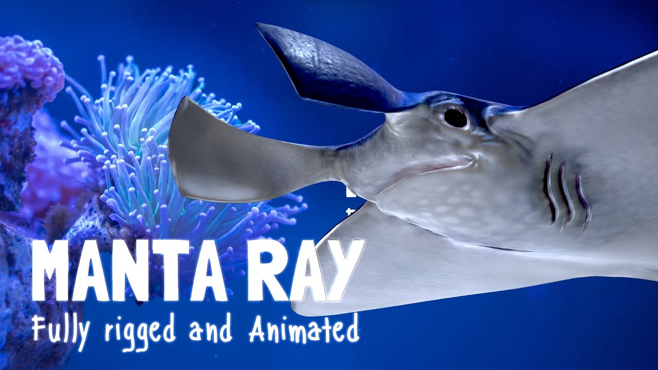 Manta ray 3D Model