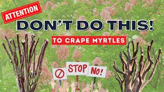Crape Myrtle Pruning - The Good, The Bad And The Please NEVER DO THIS!