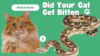 Recognizing and Responding to Cat Snakebites: What Every Cat Owner Should Know