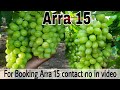 Arra 15 At Adgaon Aara 15 Ara 15 Grapes Variety Anggur Arra 15