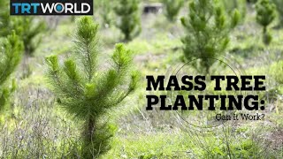 MASS TREE PLANTING: Can It Work?